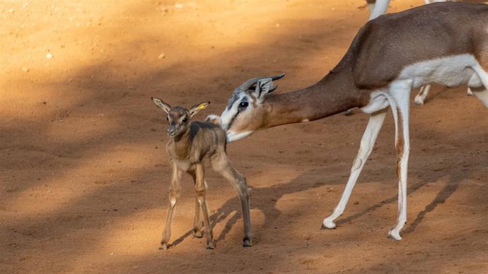 Cría de gacela Mhorr