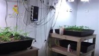 Desmantelada una organización criminal dedicada al cultivo y distribución de marihuana