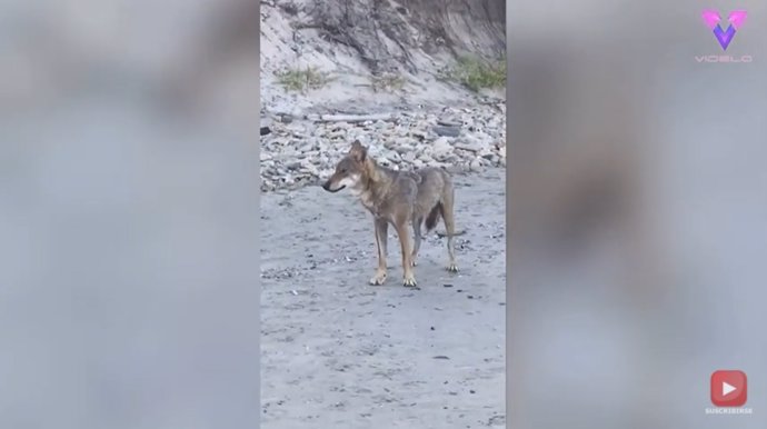 Un adolescente juega con un lobo salvaje en una playa italiana