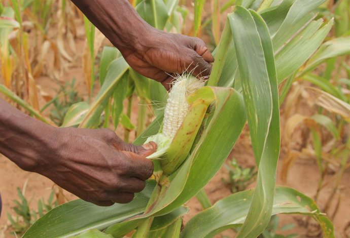 Plantación de maiz en Zimbabue