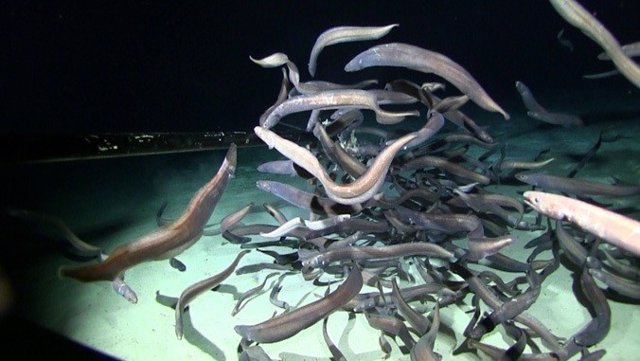 Anguilas degolladas en la cima del monte submarino en CCZ; más de 3.000 metros de profundidad.
