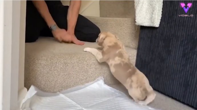 Este cachorro de cinco patas evita el sacrificio y disfruta de una nueva vida gracias a sus dueños