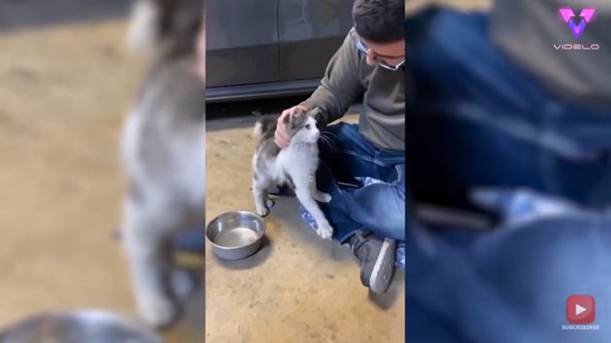 Una pareja adopta un gato callejero abandonado en el aparcamiento de un McDonalds