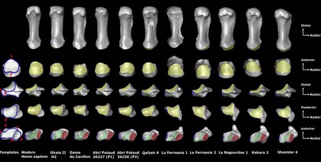 Análisis de restos óseos de pulgar de neandertales