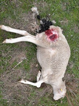 Animal muerto por ataque de buitres. 