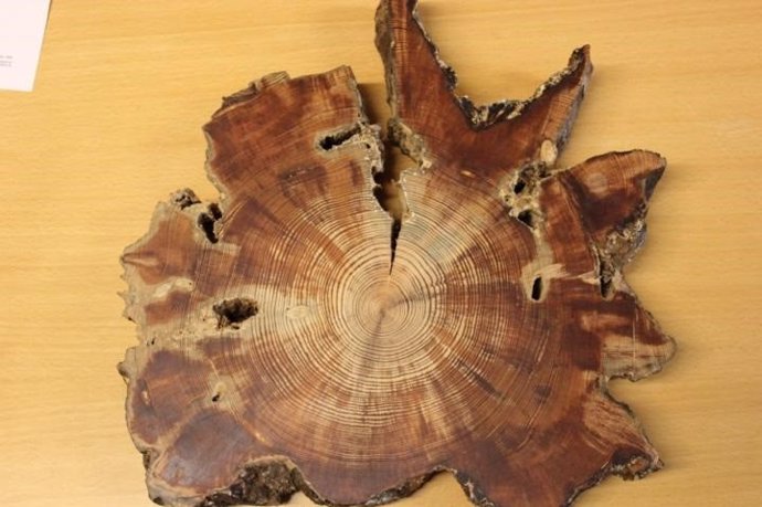 Una sección transversal de pino silvestre (Pinus sylvestris L.), una de las especies de árboles utilizadas para la reconstrucción de la humedad del suelo en el interior de Asia oriental.