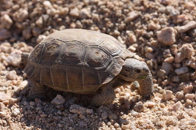 Tortuga en el desierto de Mojave