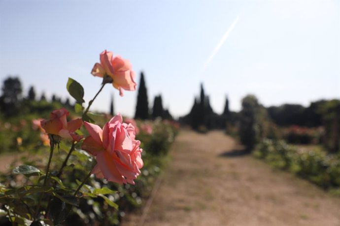 Rosas del Real Jardín Botánico Juan Carlos I de la Universidad de Alcalá, que reabrió sus puertas esta semana tras más de dos meses y medio sin recibir visitantes y desde ahora abrirá todos los días, fines de semana incluidos, adoptado las medidas neces