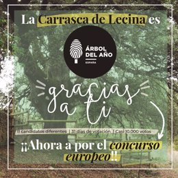 La Carrasca Milenaria de Lecina representará a España en el concurso a Árbol Europeo del año.
