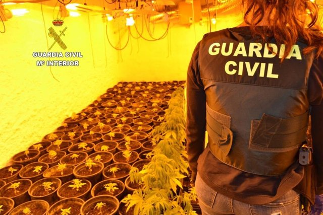 Imágenes de las plantaciones indoor incautadas durante la Operación Watio.