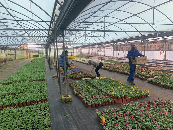 La Diputación de Cáceres comienza el reparto de flores de invierno para embellecer los pueblos de la provincia