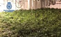 Nueve detenidos y más de 700 plantas de marihuana incautadas en Málaga en tres operaciones contra el narcotráfico