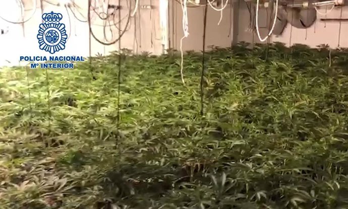 Marihuana en una operación contra el tráfico de drogas en Colmenar (Málaga)