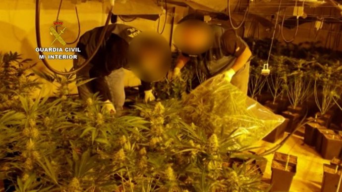 Plantación de marihuana intervenida en la operación 'Castrum'