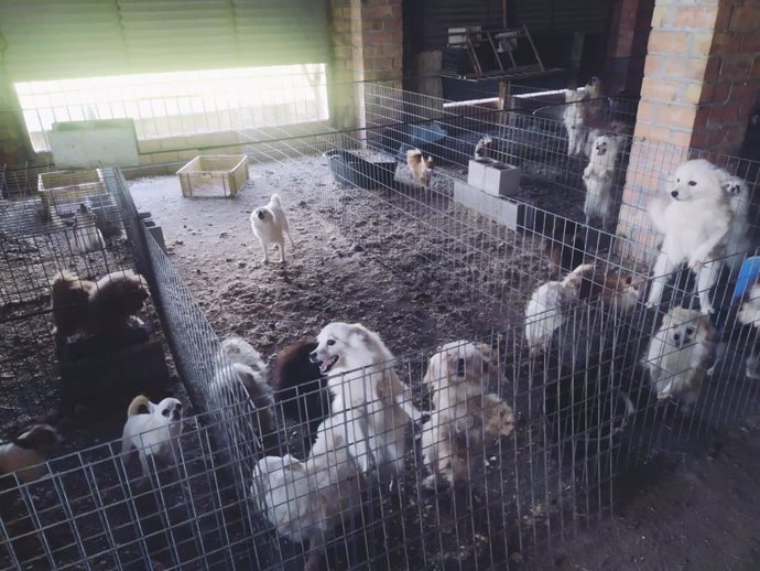 Criadero ilegal de perros de raza localizado en un secadero de tabajo de Belicena, en Vegas del Genil (Granada)