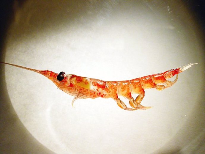 La muda de krill exporta más carbono al fondo marino de lo que los científicos pensaban