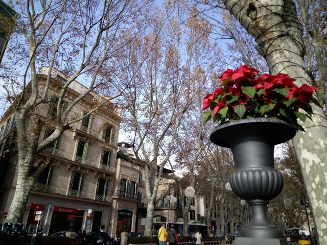 Ponsetias en el Born por las fiestas de Navidad