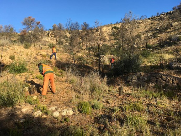 La Fundació Repsol reforesta l'Ermita del Remei de Flix (Tarragona).