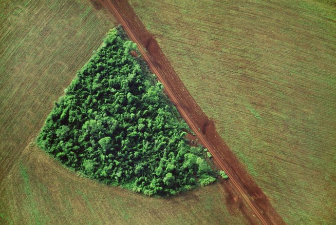 Brasil alcanza cifras récord de deforestación en 2020.