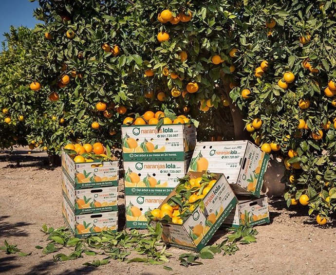 Naranjas Lola recién recolectadas, listas para su envío