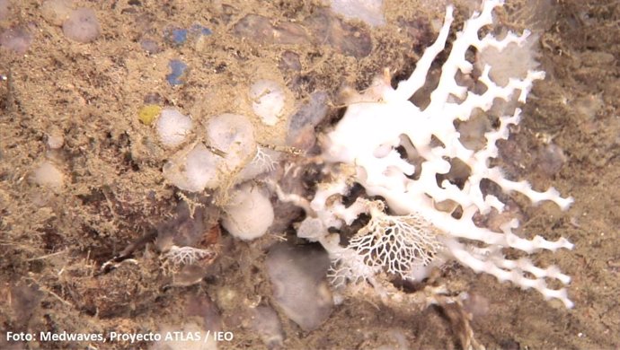 Colonia del coral de aguas frías Madrepora oculata junto a pequeñas colonias del briozoo reticulado Reteporella sp. En el monte submarino Seco de los Olivos a unos 350 metros de profundidad en el Mar de Alborán