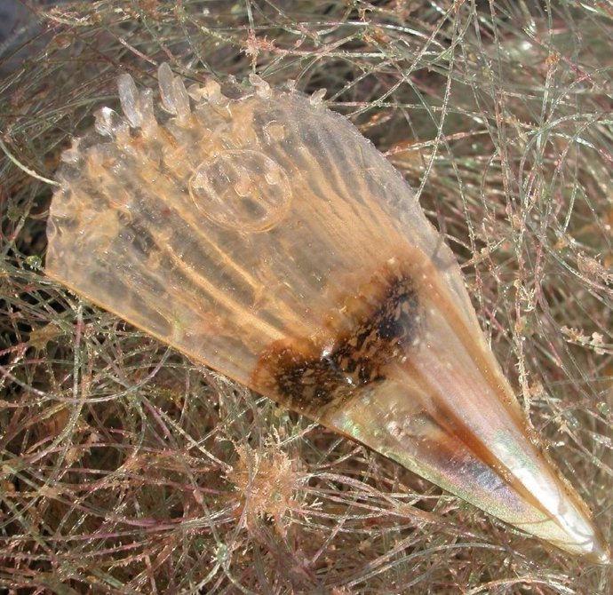 Una recluta de 'nacra' en una red.