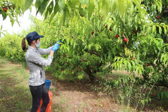 Agricultora trabajando con mascarilla en la recolección de fruta