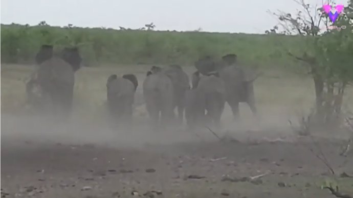 Filman a un grupo de elefantes persiguiendo a un grupo de leones en un safari