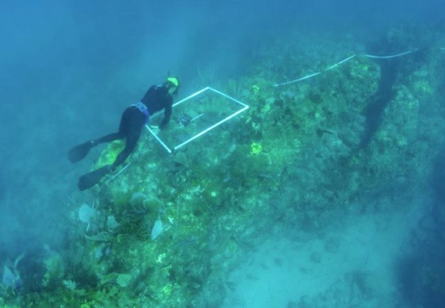 Estudio de la nueva alga descubierta en arrecifes del Caribe