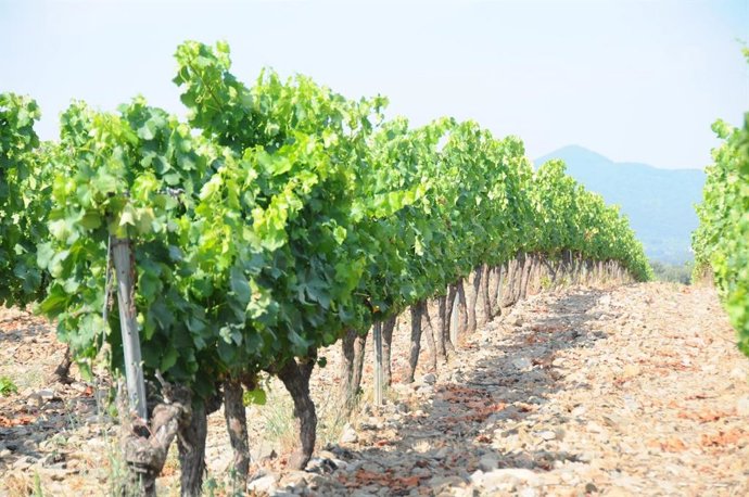 El 34% de les hectrees de vinya de Catalunya són ecolgiques