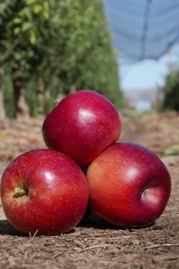 Manzanas de una variedad adaptada a las elevadas temperaturas.