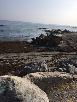 Imagen de archivo de la recogida de alga asiática invasora en playas de Ceuta. 