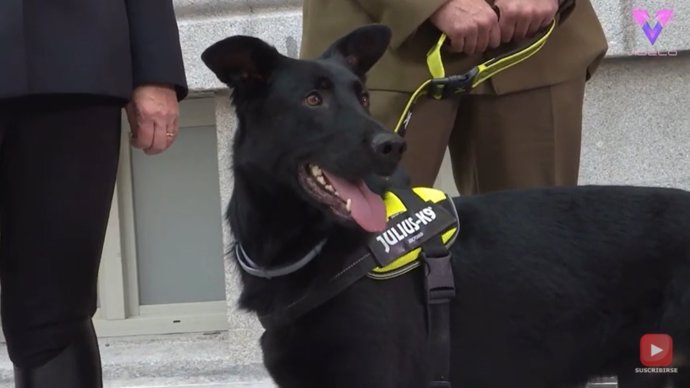 Adopta Un Jubilado, La Iniciativa De Madrid Para Encontrar Hogar A Los Perros De Las Fuerzas Y Cuerpos De Seguridad