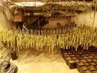 Diez detenidos con una red de cultivo de marihuana en un centro deportivo de Mijas (Málaga)