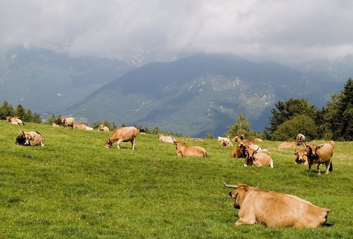 La ganadería de Vacuno de Carne contribuye a cuidar el paisaje rural