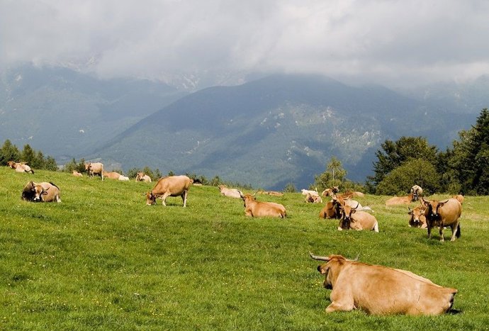 La ganadería de Vacuno de Carne contribuye a cuidar el paisaje rural