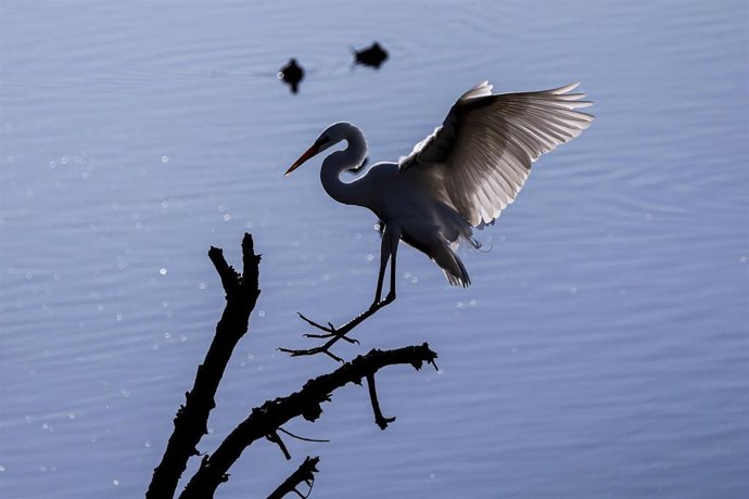 17 November 2020, US, Los Angeles: A crane lands on a dead tree branch at the Bolsa Chica Conservancy. Photo: Ringo Chiu/ZUMA Wire/dpa