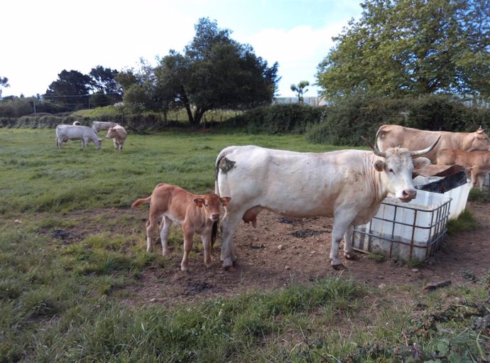 Vacas en Trapagaran (Bizkaia)