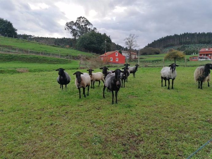 Ovejas, rural, ganadería.