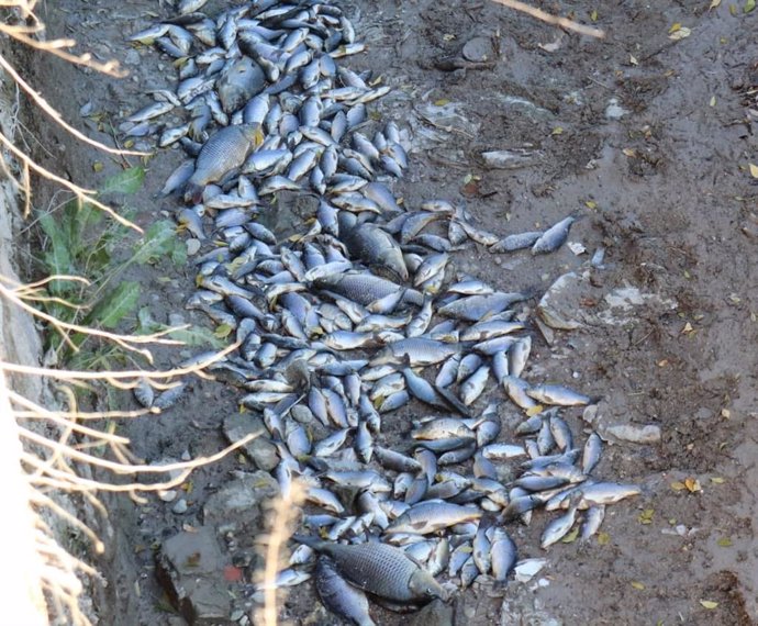 Imagen de los peces muertos hallados en la acequia mayor de Barreras
