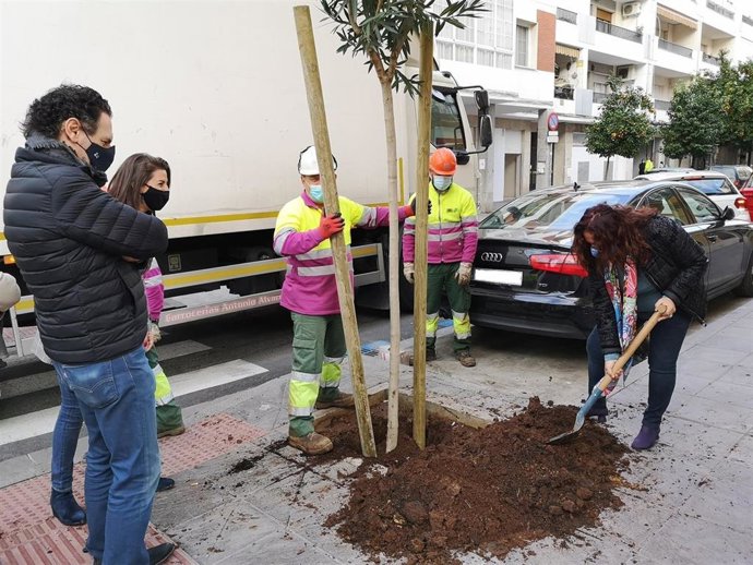 Plantación de nuevos árboles en alcorques vacíos de Los Remedios