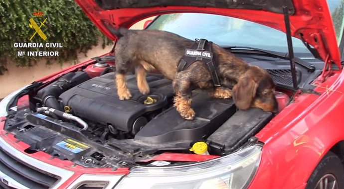 Un perro del Instituto Armado inspecciona un vehículo.