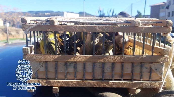 Aves capturadas ilegalmente