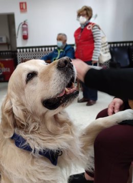Programa de intervención asistida con perros