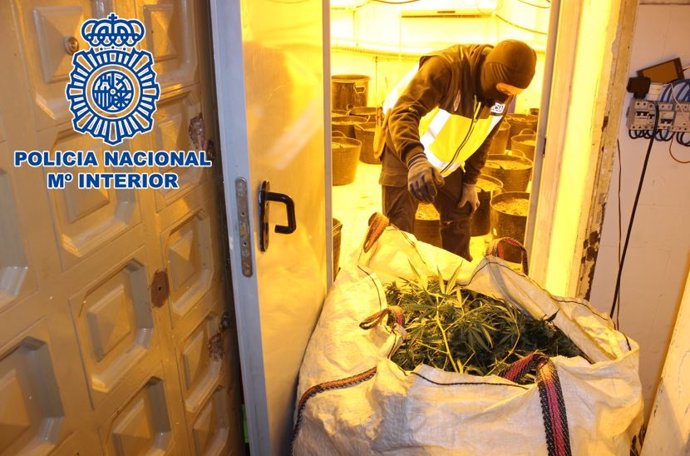 Plantas de marihuana intervenidas en la operación 'Torre' en Granada