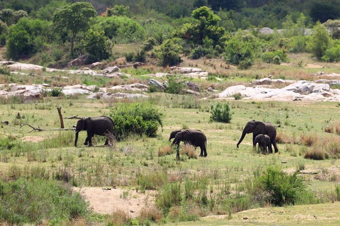 Un grupo de elefantes