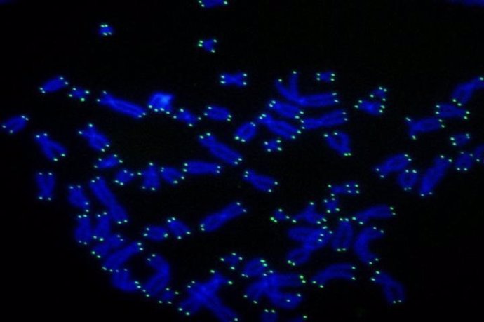 Telómeros humanos (verde) en los extremos de los cromosomas (azul).