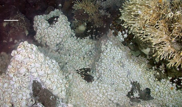 Entorno de un manantial hidrotermal en el fondo marino