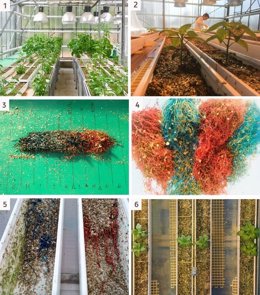 1 Y 2) Invernadero De Experimentación. 3 Y 4) Raíces Obtenidas En Los Diferentes Experimentos. Las Raíces De Las Plantas Se Tiñeron Para Facilitar Su Análisis. 5 Y 6) Maceteros Y Diferentes Separaciones Entre Plantas.