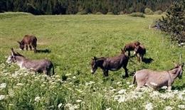 Agricultura abona 1,7 millones en ayudas para la conservación de razas autóctonas